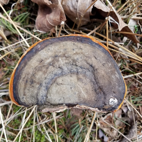 A Mouse's Winter Sleep - Hand Drawn On Bracket Fungus - Picture 2 of 3